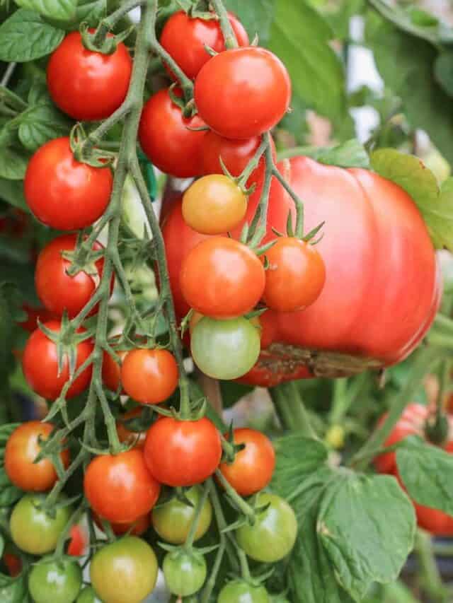 How to Grow & Harvest Tomatoes