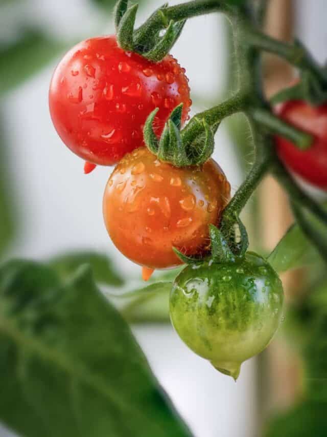 11 Best Tomato Companion Plants
