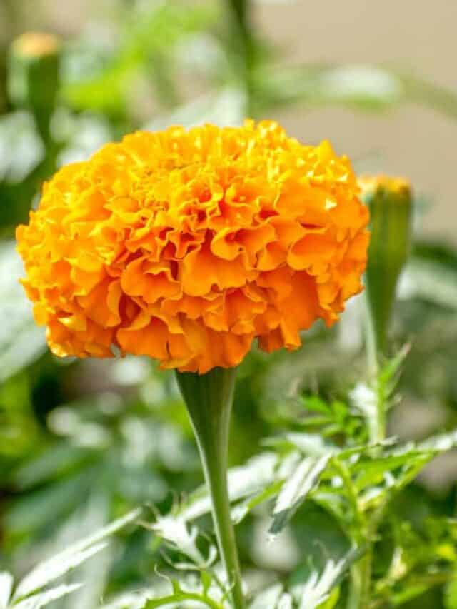 7 Best Companion Plants for Marigolds