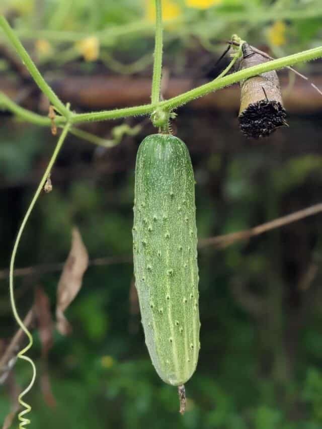 7 Best Cucumber Companion Plants