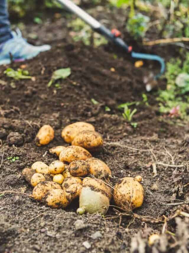 7 Best Potato Companion Plants