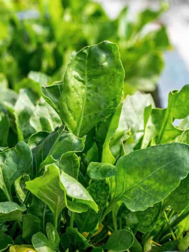 10 Best Companion Plants for Spinach