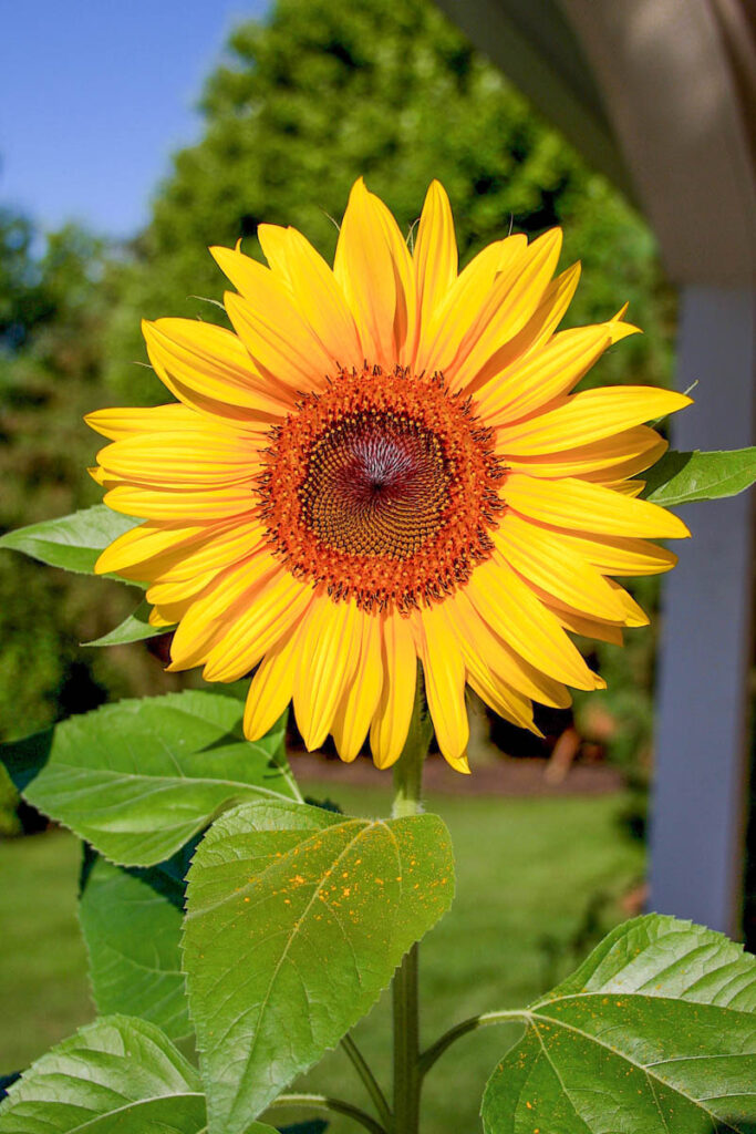 A bright yellow sunflower, one of the best cucumber companion options