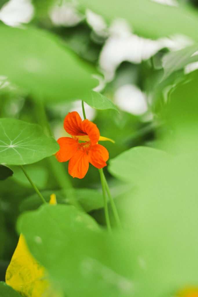 Orange nasturtium flower in bloom