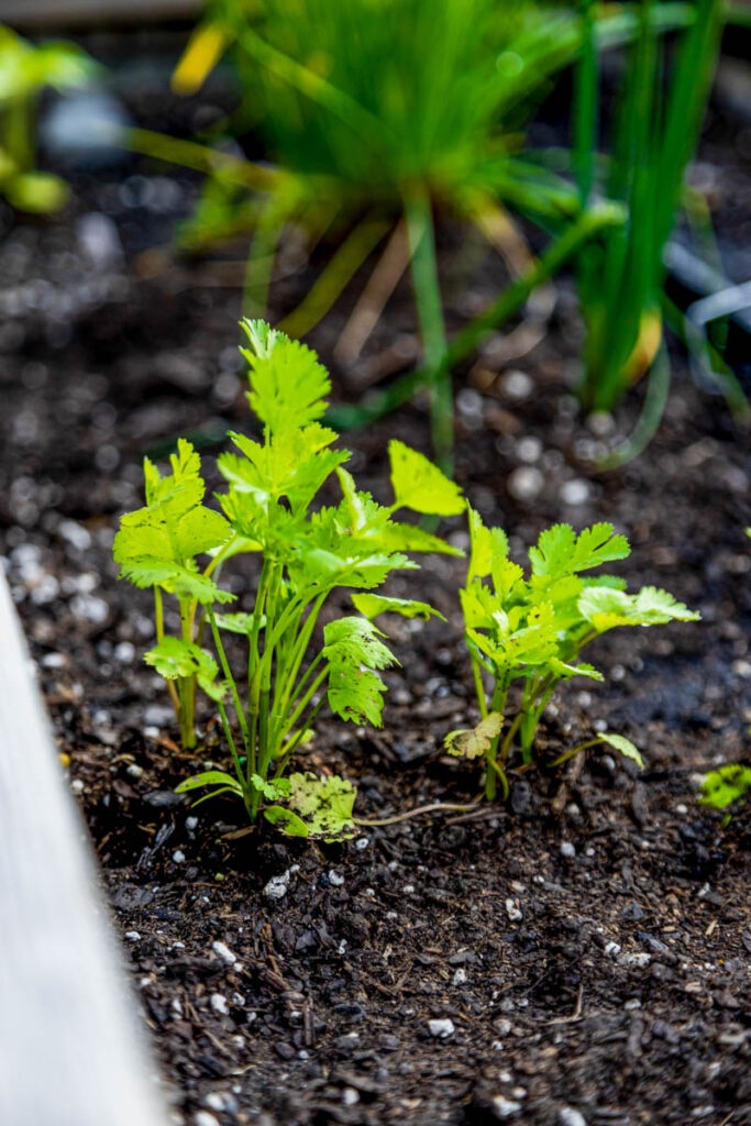 Cilantro plants growing in a raised bed with chives