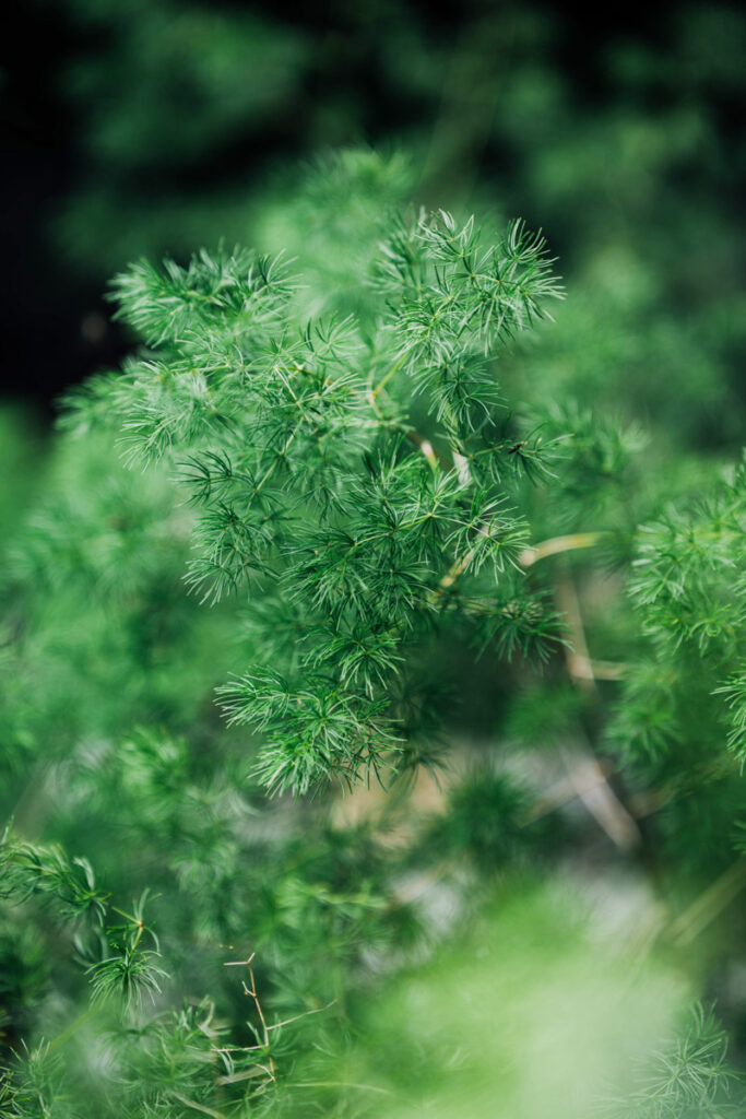 Dill, a great companion plant for cucumbers