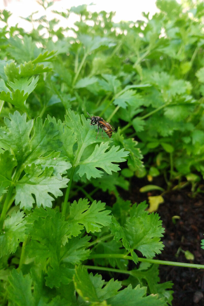 A wasp on parsley leaves