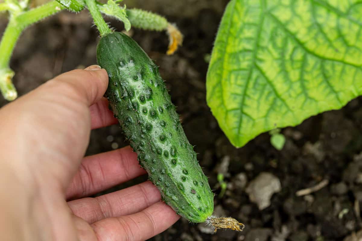 A pickling cucumber growing on the vine