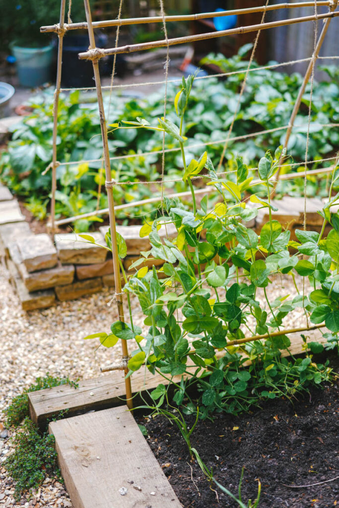 Peas companion planted with vegetables in a raised bed