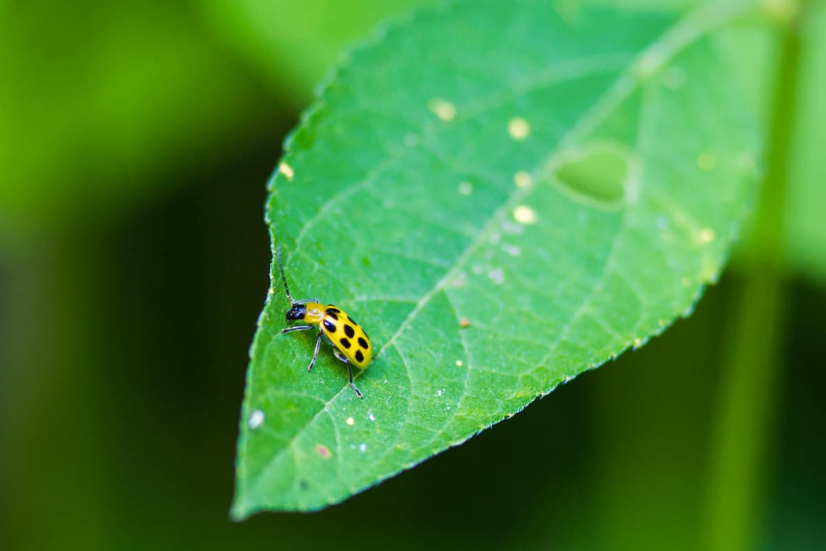 A yellow cucumber beetle, a common cucumber pest