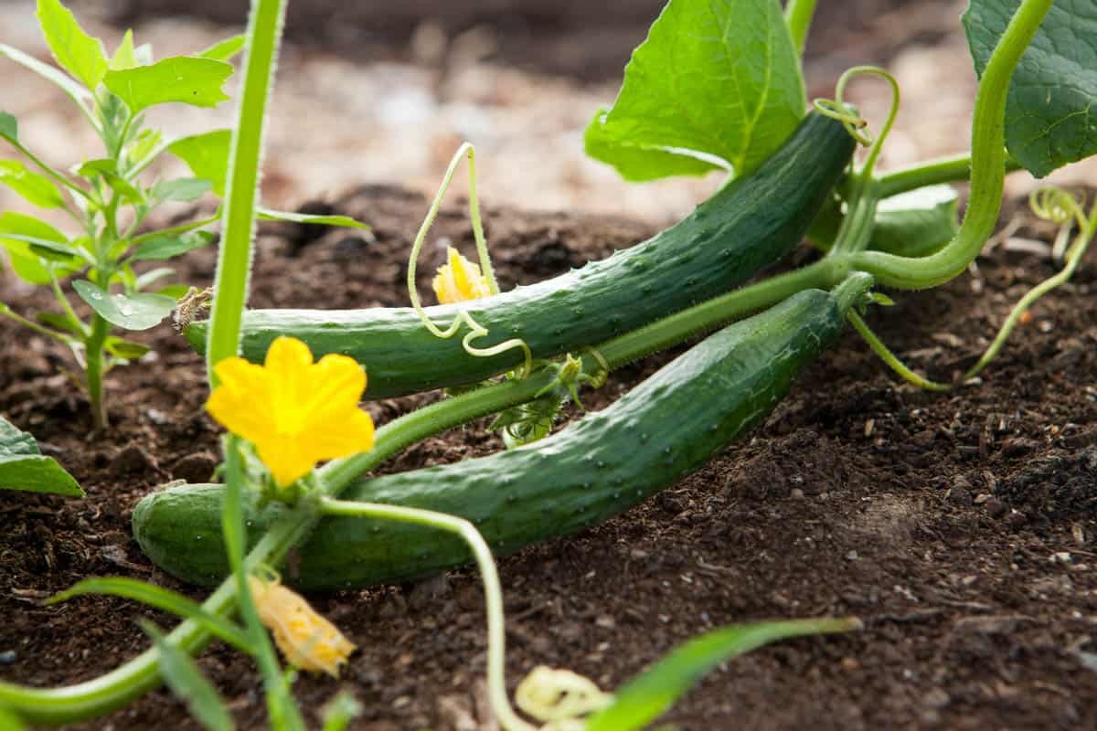 Cucumbers interplanted with a companion vegetable