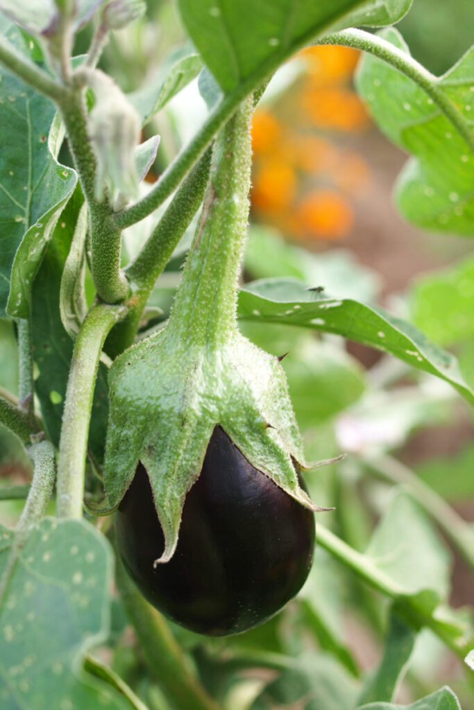 An eggplant growing in a vegetable garden