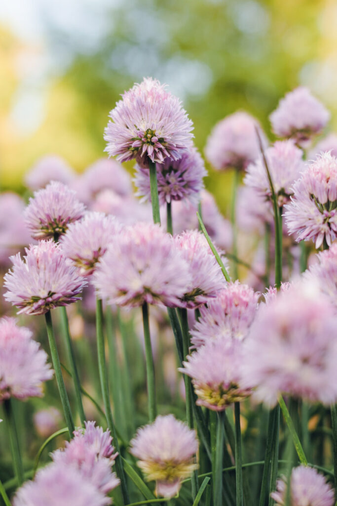 Flowering chives, one of the best dill companion plants
