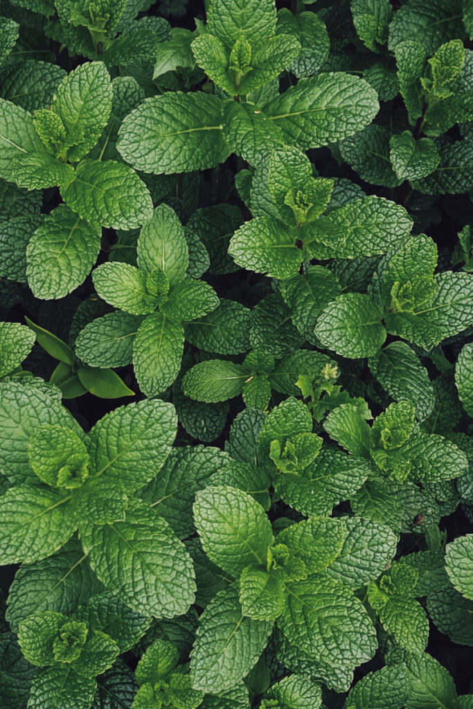 A healthy mint plant