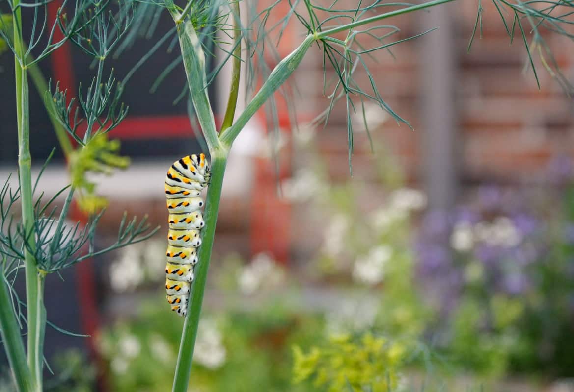 Caterpillar on a dill plant
