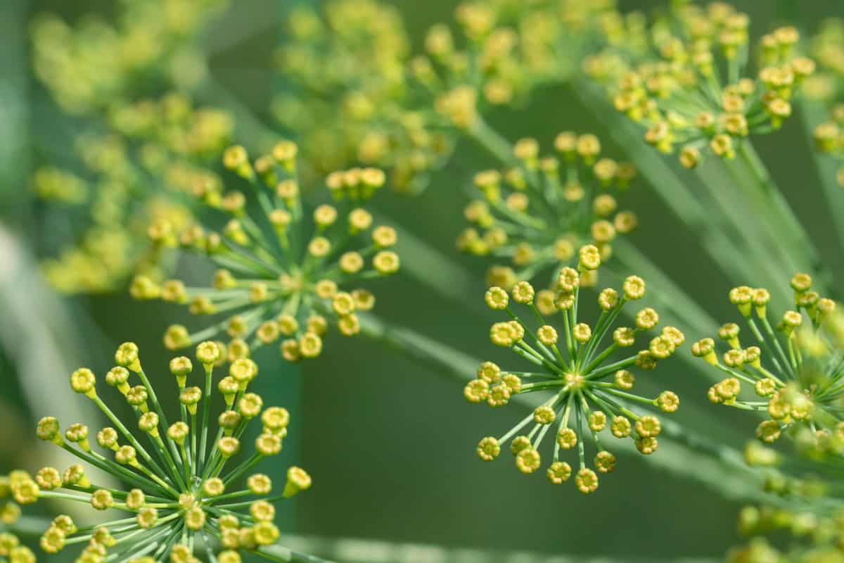 Flowering dill plant