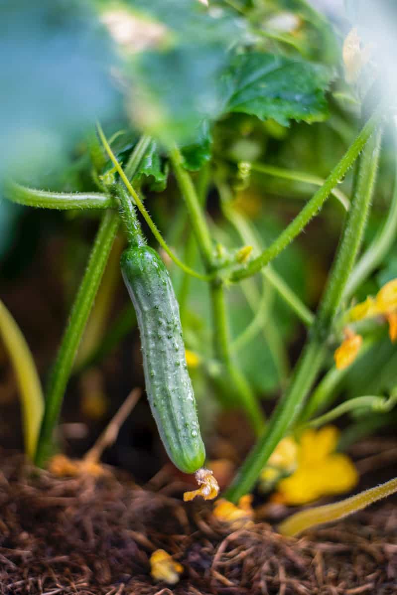 Gherkin cucumber growing