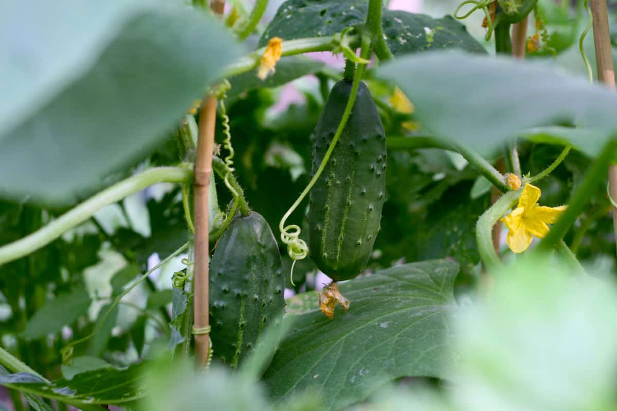 Pickling cucumbers growing up a support