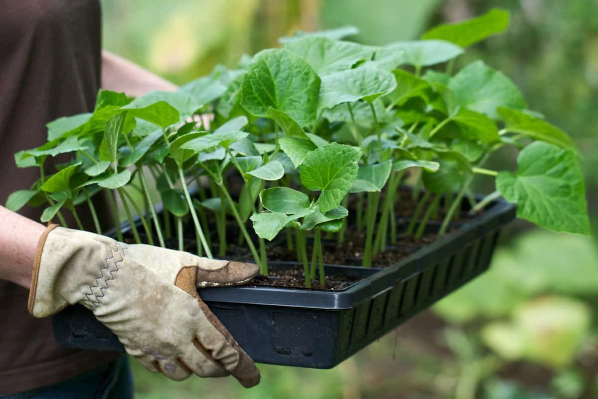 A tray of cucumber seedlings ready to plant out