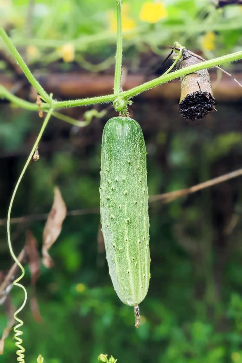 Vining cucumber growing on a trellis