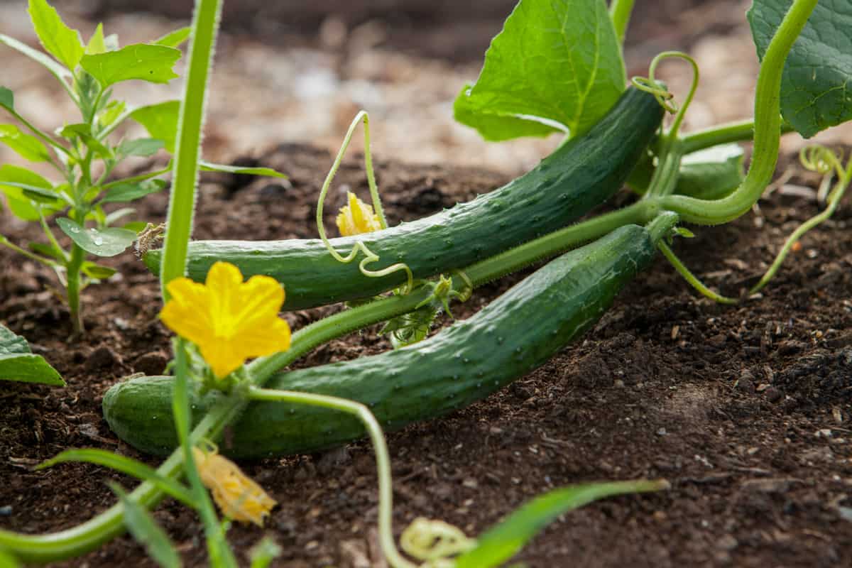 Long cucumbers growing on the vine