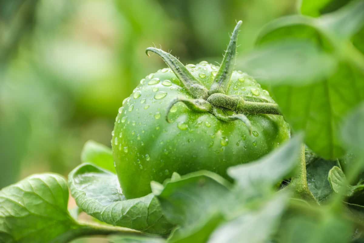 Green tomato before ripening