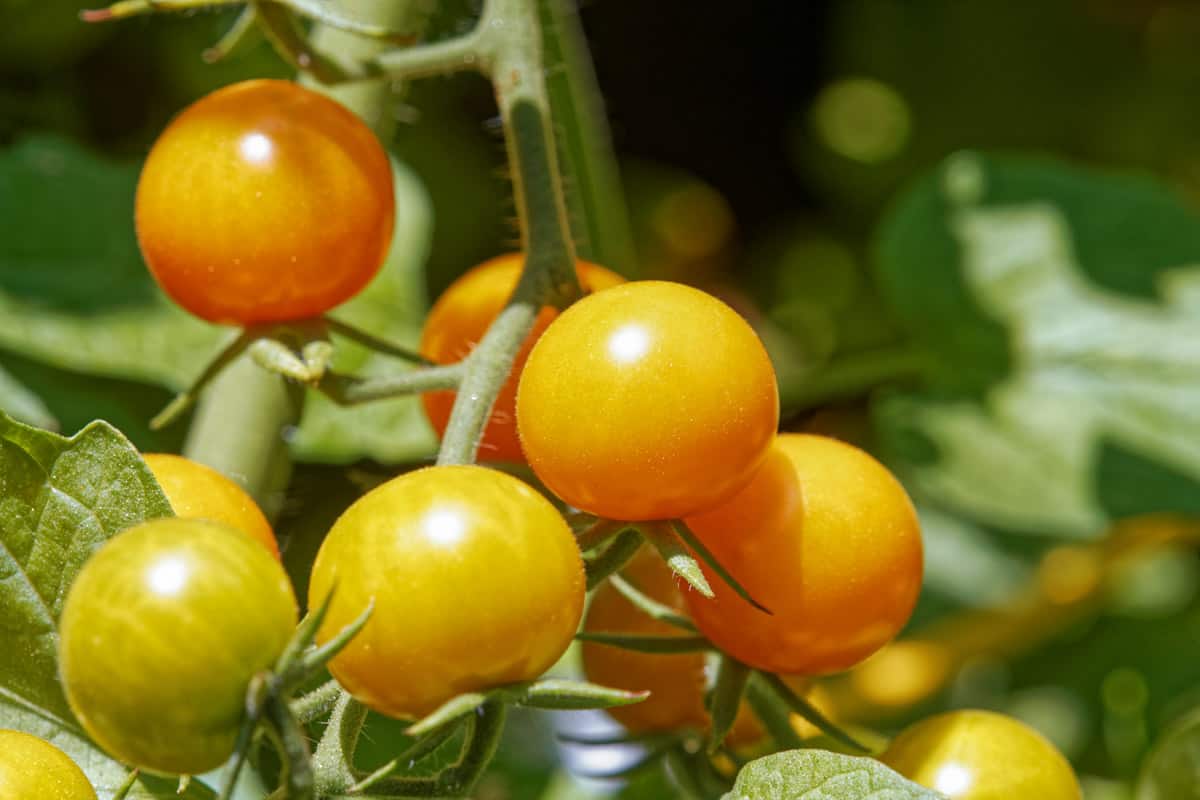 Sungold cherry tomatoes on the vine