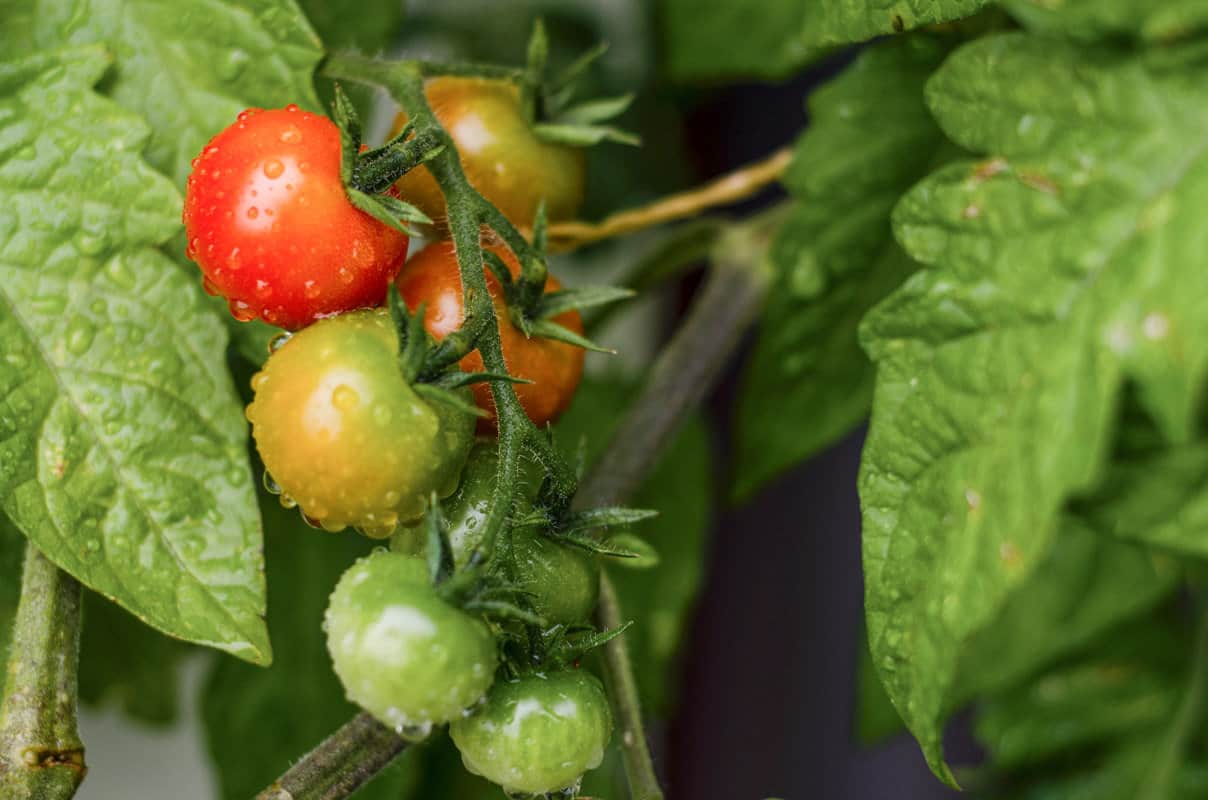 Cherry tomatoes ripening