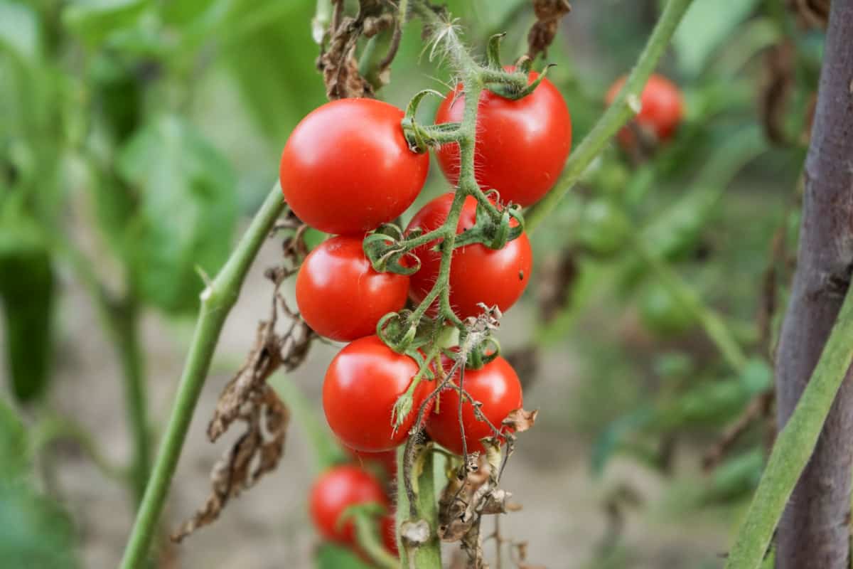 Cherry tomatoes ready to harvest