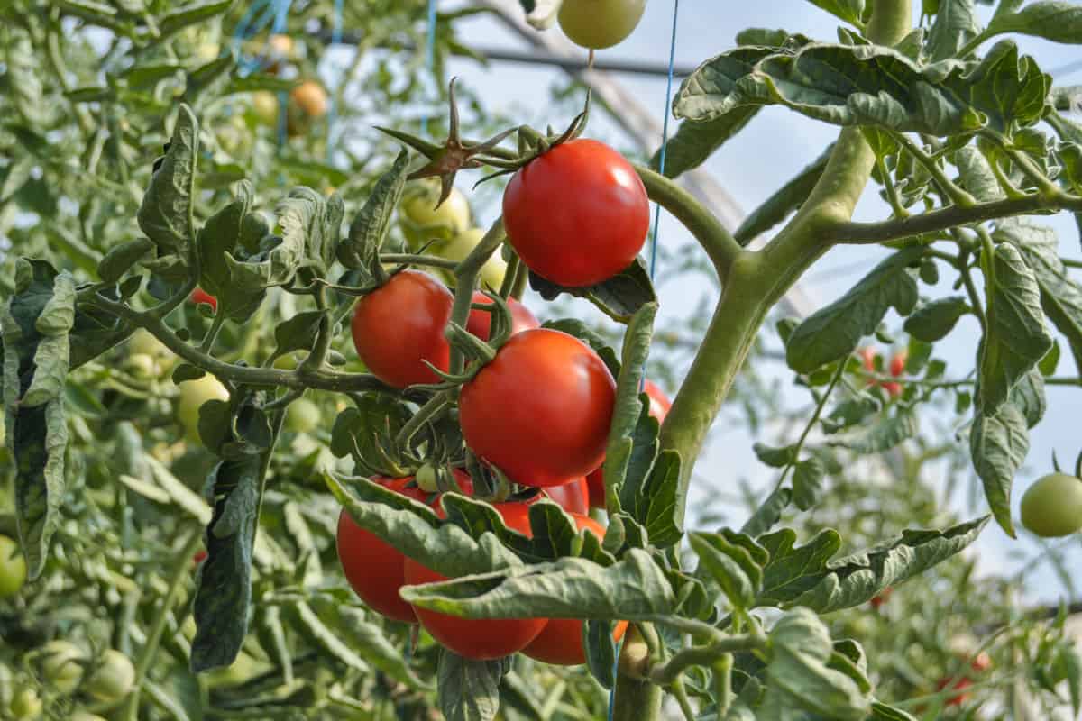 Beefsteak tomatoes growing in a greenhouse