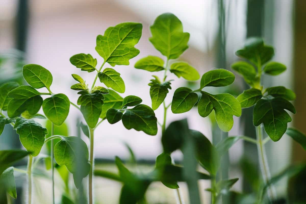 Tomato seedlings growing inside