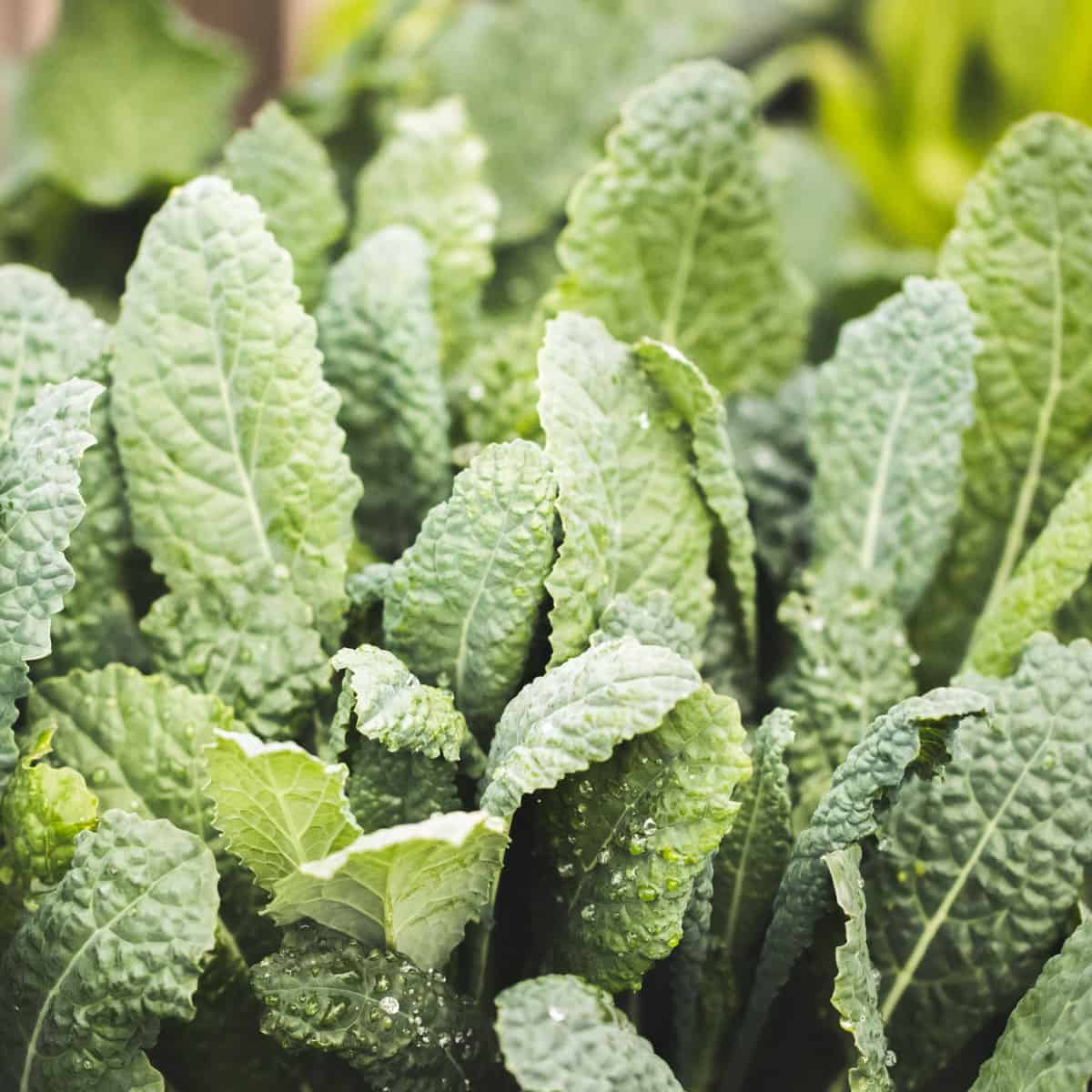 The best and worst companion plants for kale