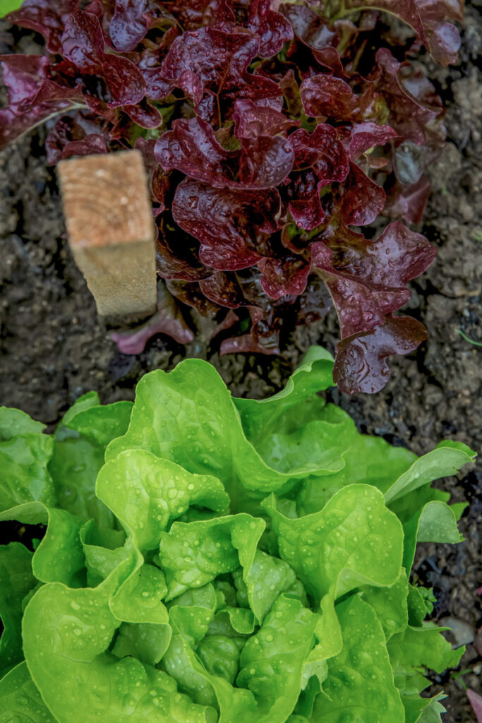 Green and red lettuces
