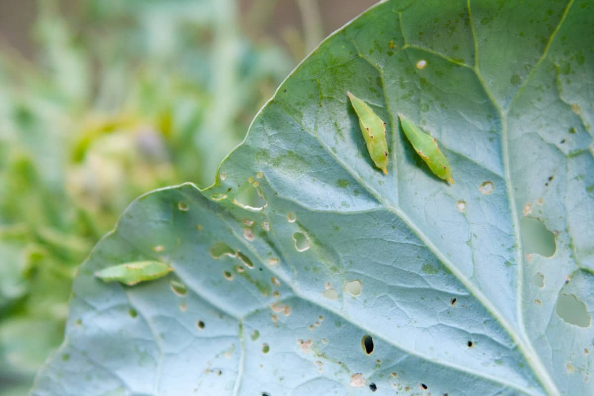 Cabbage worms, a common kale pest, on cabbage leaves