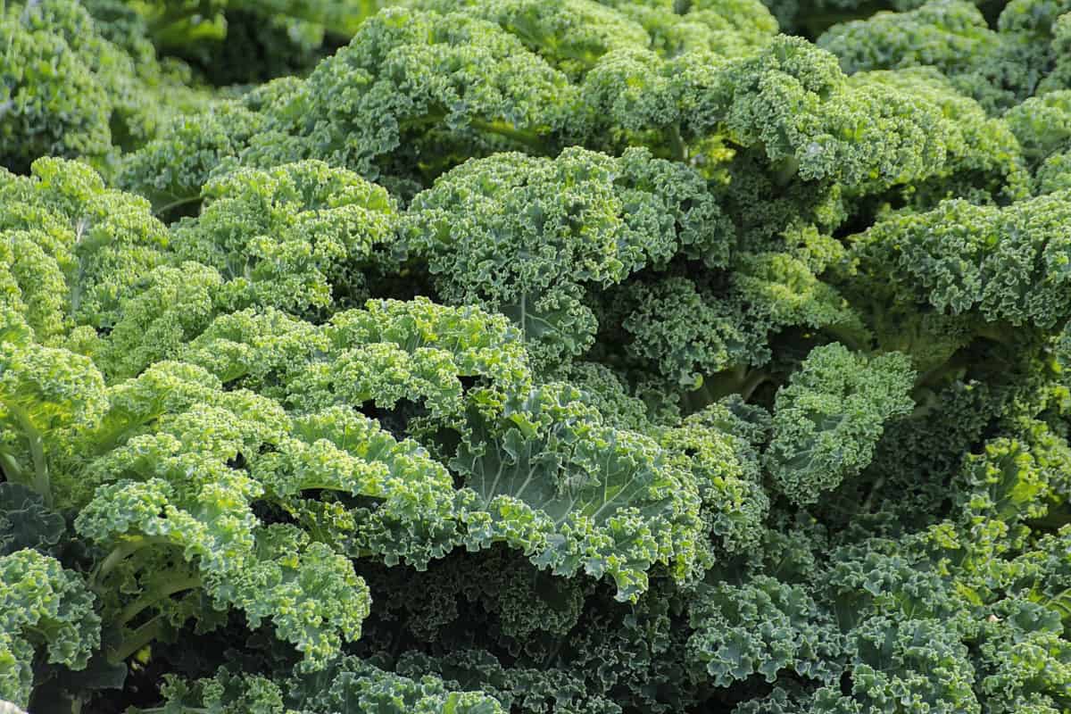 20+ Companion Plant For Kale