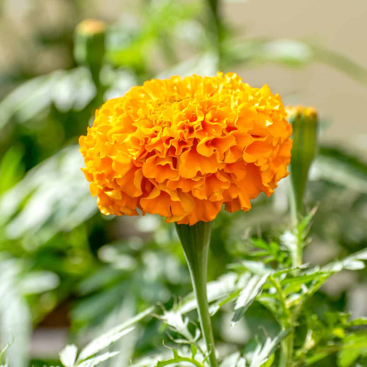 Image of Marigolds companion plant brassicas