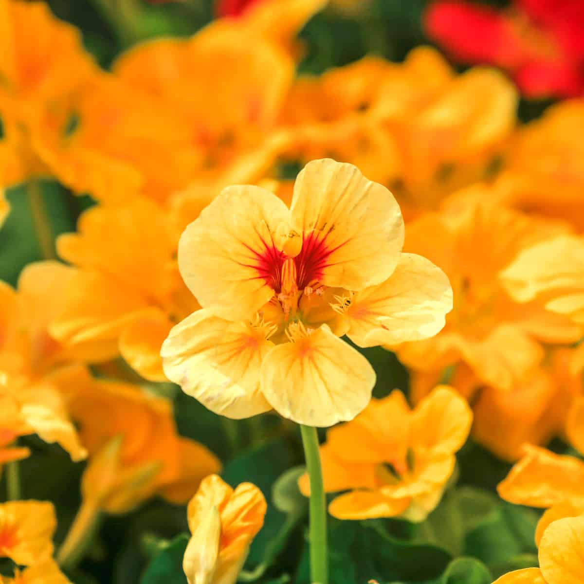 The best and worst companion plants for nasturtiums