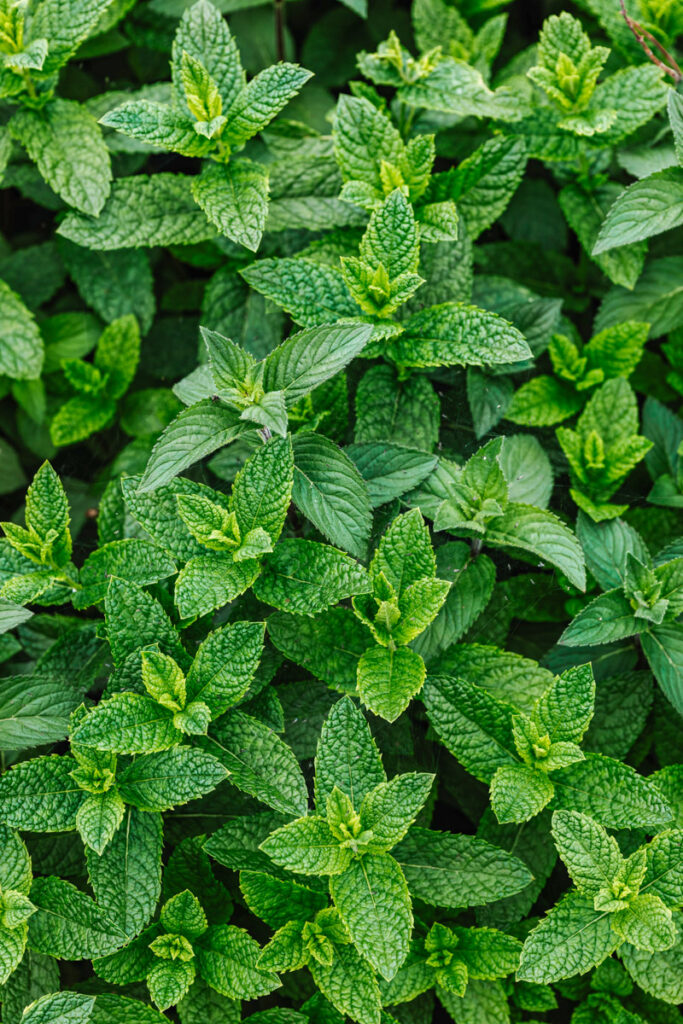 Overhead view of mint leaves