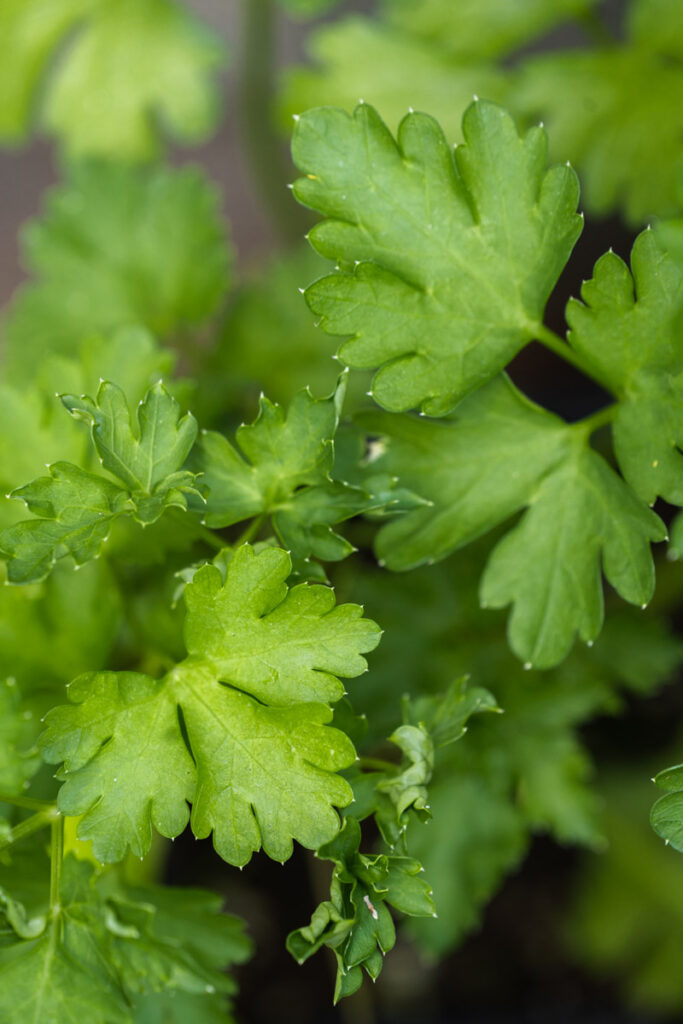 Parsley leaves from above