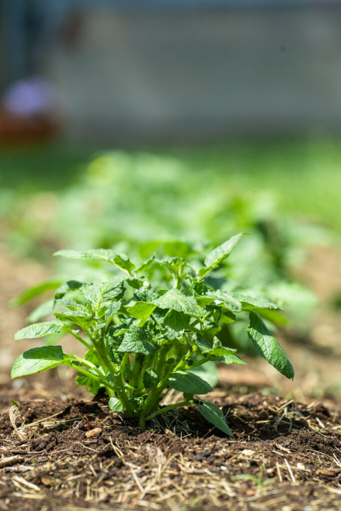 Potato plants growing in a garden