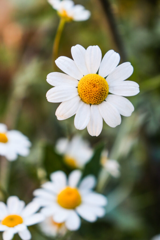 Chamomile flowers