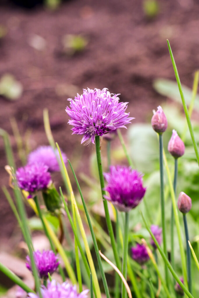 Chives in flower