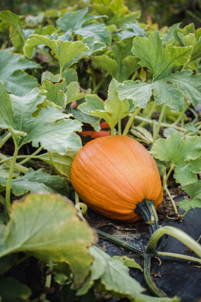 A pumpkin growing