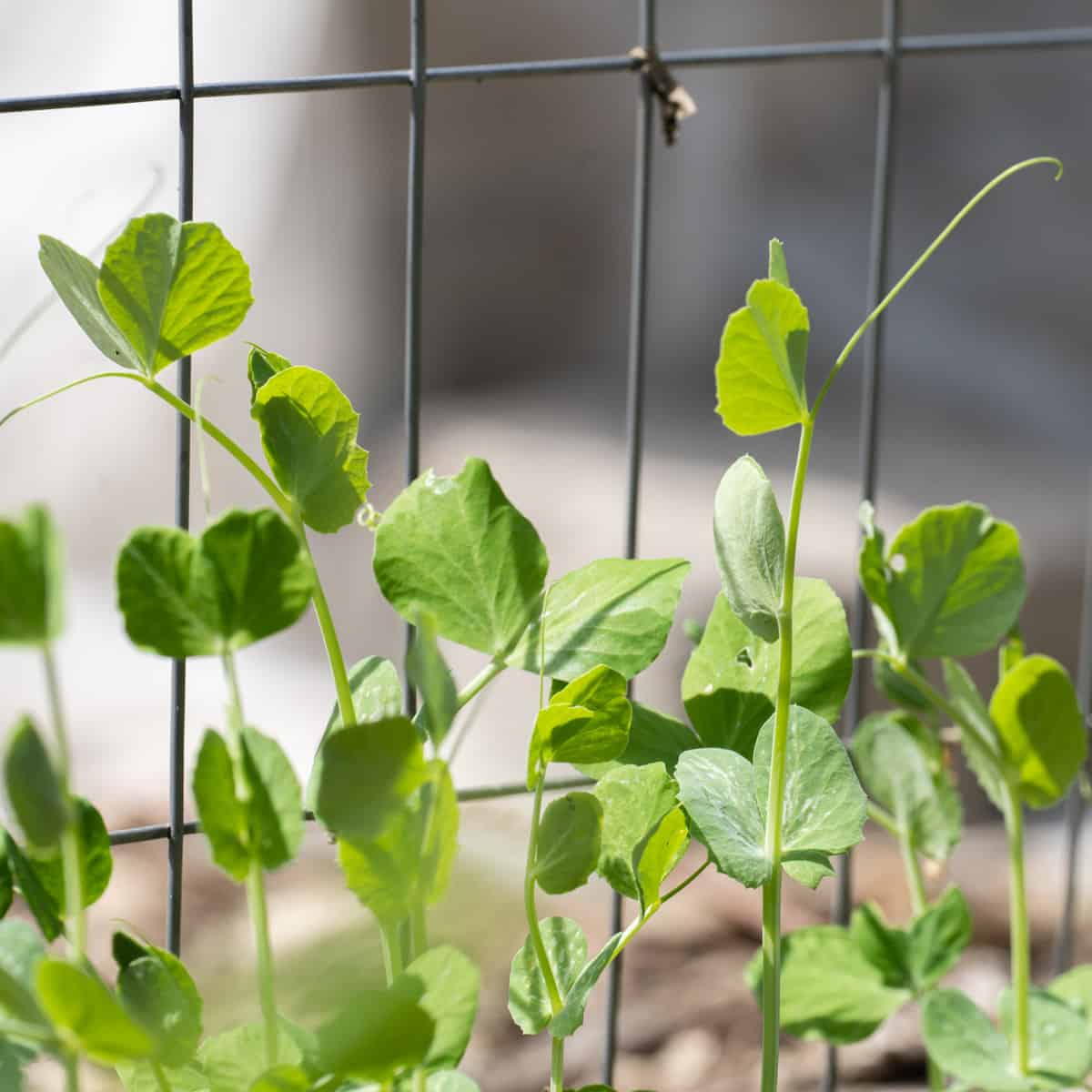 The best and worst companion plants for peas