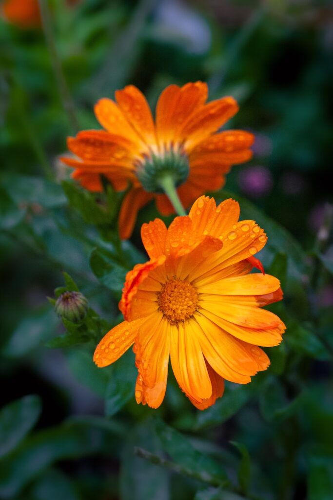 Orange calendula flowers in bloom