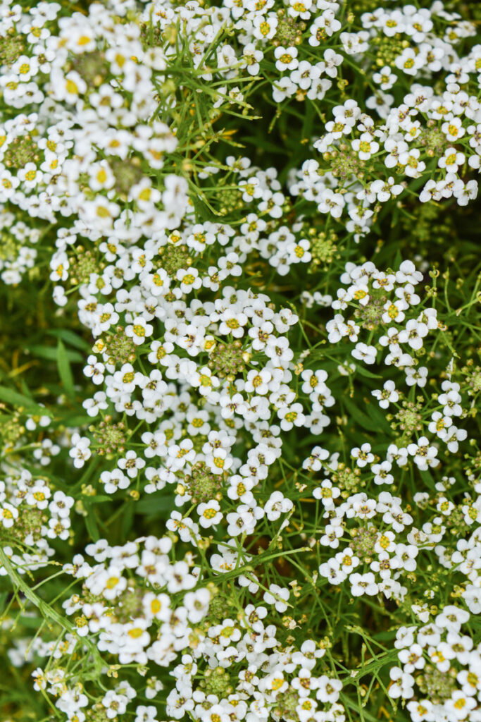 White sweet alyssum flowers, an excellent companion plant for peppers