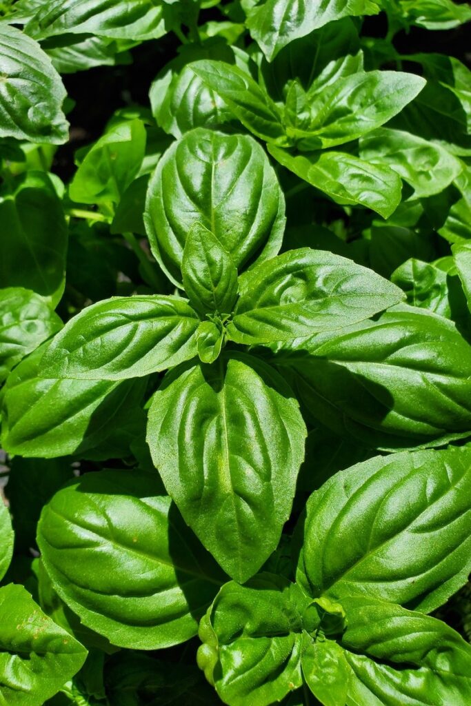 Bright green basil leaves