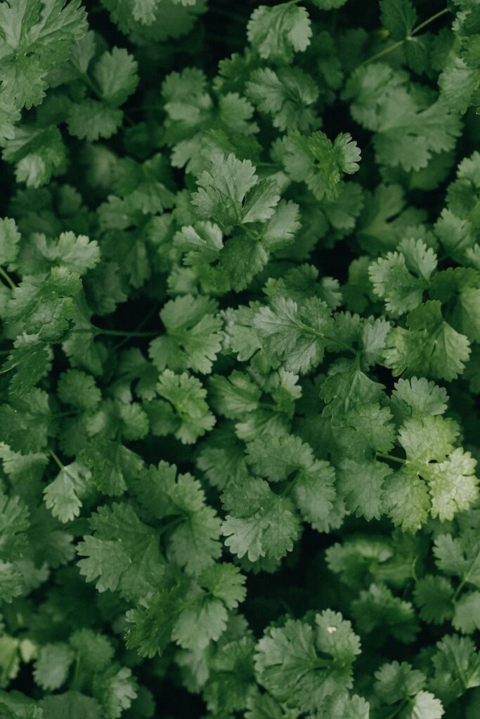 Leaves of flat leaf parsley, a productive pepper companion plant