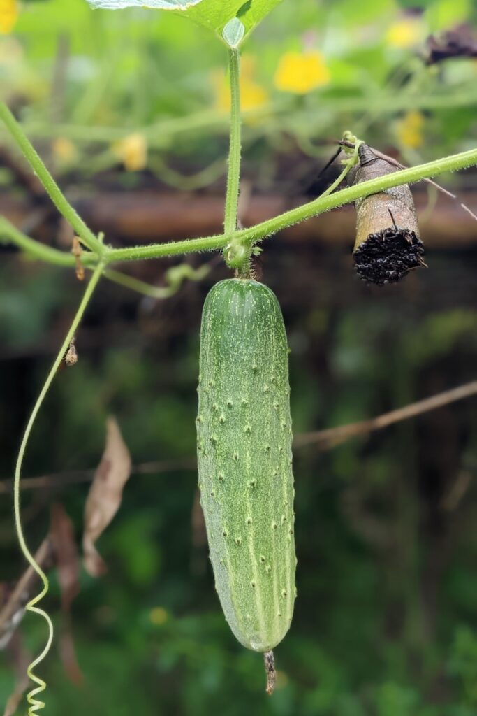 One of the best pepper companions, cucumbers, growing on the vine