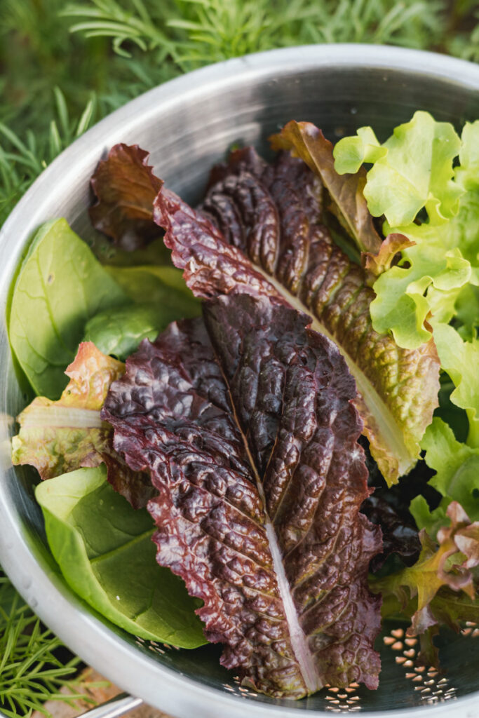 A bowl of freshly harvested lettuces, a good companion plant for peppers